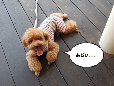 あぢぃ.jpg