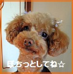 ぽちっとしてね☆.jpg