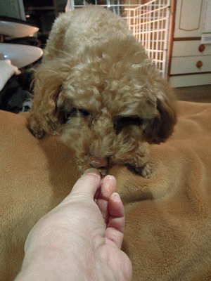 もみじおやつ食べる.gif