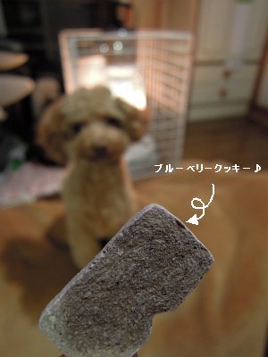 ブルーベリークッキー.jpg