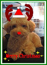メリークリスマス.jpg